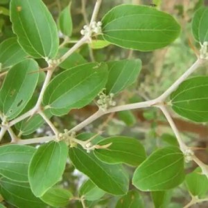 Sidr Yaprağı (Arabistan Kirazı Yaprağı)(1.Kalite Marka Tescilli Ürün)