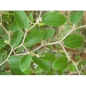 Sidr Yaprağı (Arabistan Kirazı Yaprağı)(1.Kalite Marka Tescilli Ürün)