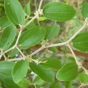 Sidr Yaprağı (Arabistan Kirazı Yaprağı)(1.Kalite Marka Tescilli Ürün)